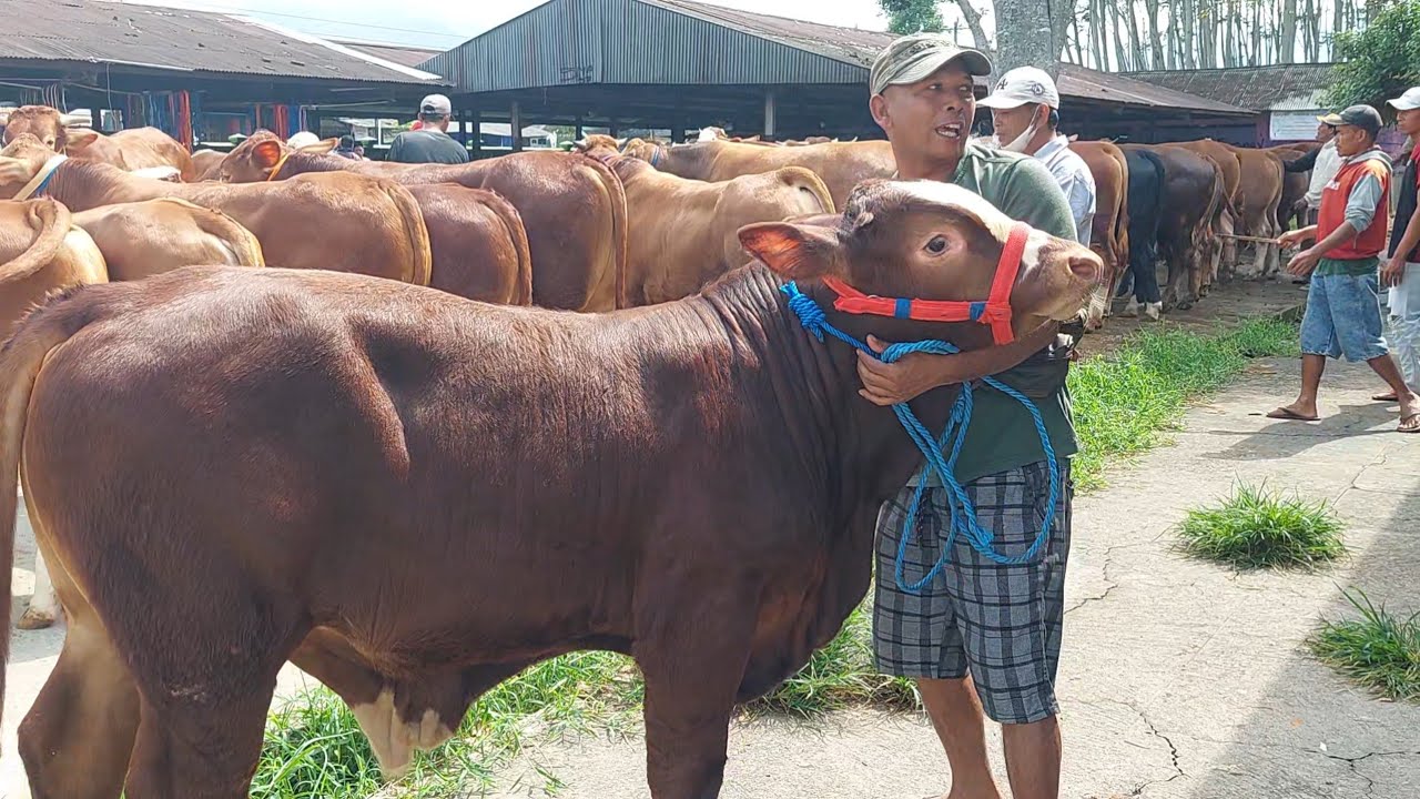 15JT NEGO PASAR SAPI GRABAG MAGELANG LAPAK PAK WAHIT 🔥🔥🔥