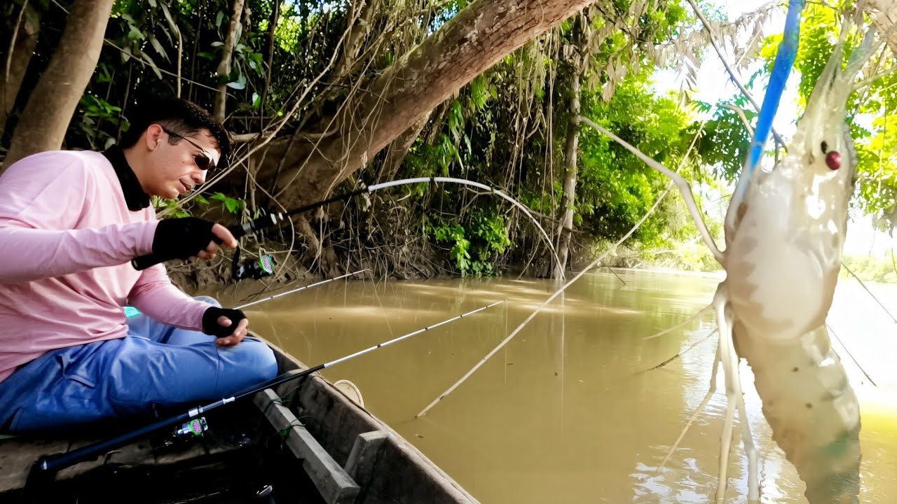 Giant Shrimp where are you? I am looking for you. River fishing