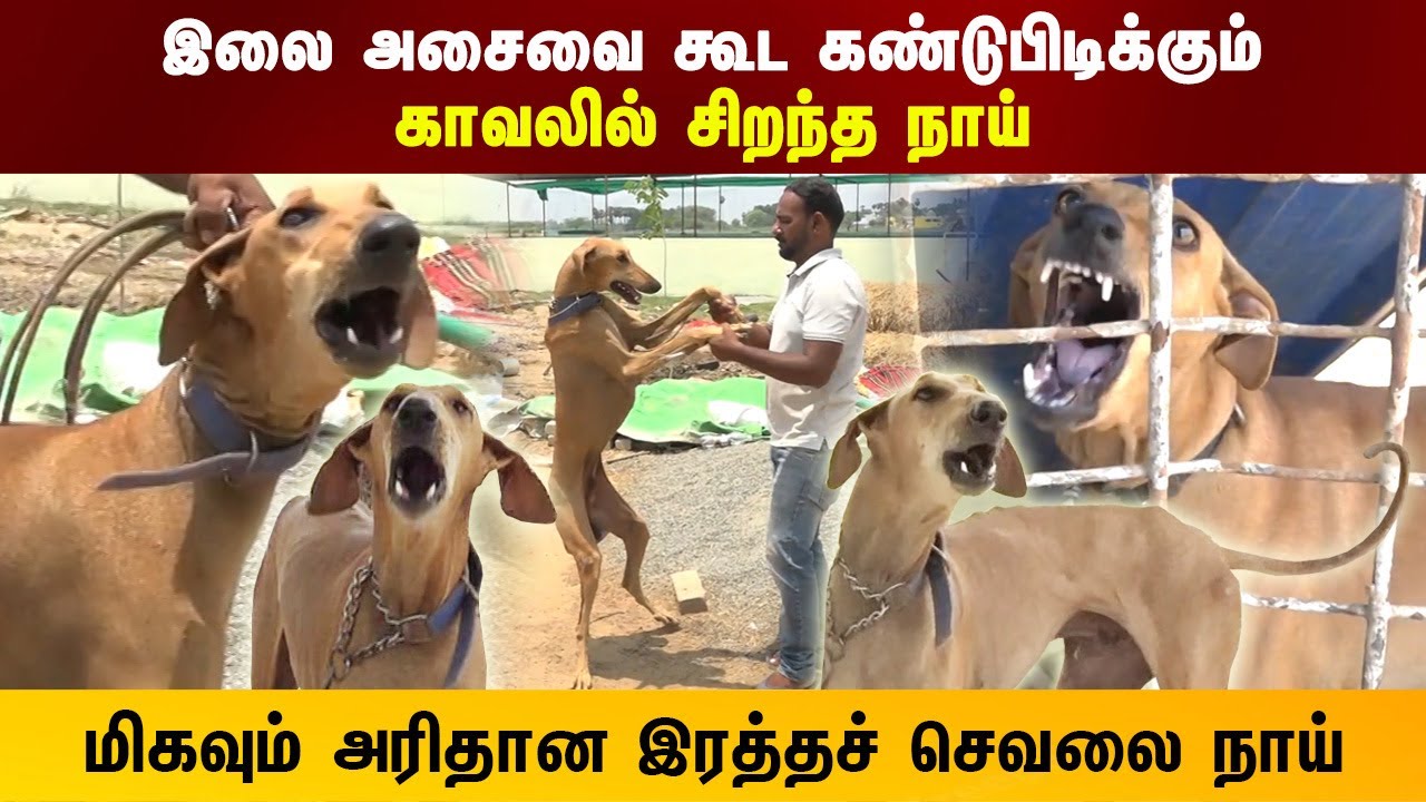 Chippiparai Dog | இலை அசைவை கூட கண்டுபிடிக்கும் காவலில் சிறந்த நாய் |   Indian Dog Breed