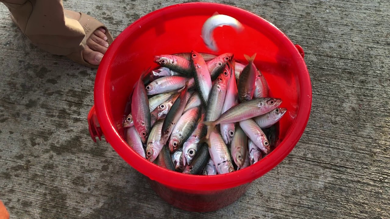 馬祖日報2020/06/28／全島瘋鯷魚　橋仔碼頭釣竿此起彼落