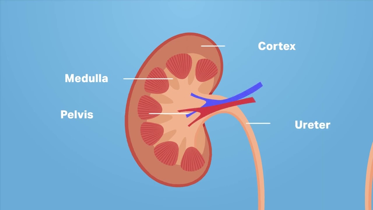 The Structure of the Kidney and Nephron - Kidney WJEC GCSE Biology - ENGLISH