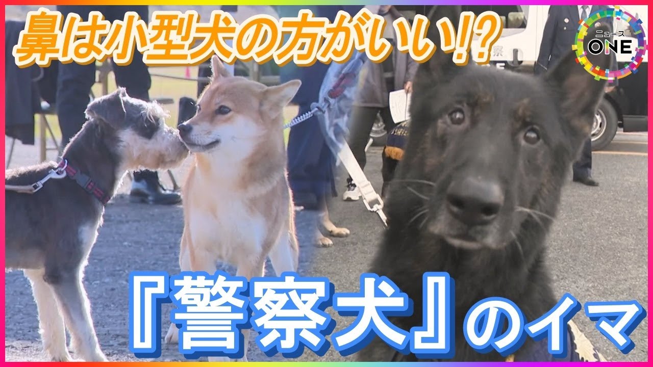 警察犬に迫る危機…全国で9割近くが『嘱託犬』の現実 コスト負担と後継者不足で体制維持に課題「お金のこと言ったらダメだが…」