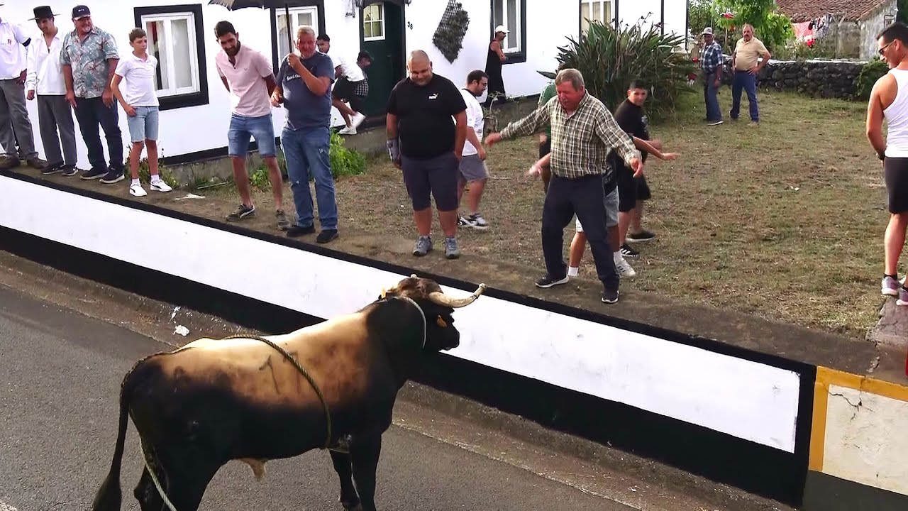 Tourada Achadas Altares - Touros MR - (13,17,77,73) - 4/9/2024 - Ilha Terceira - Açores