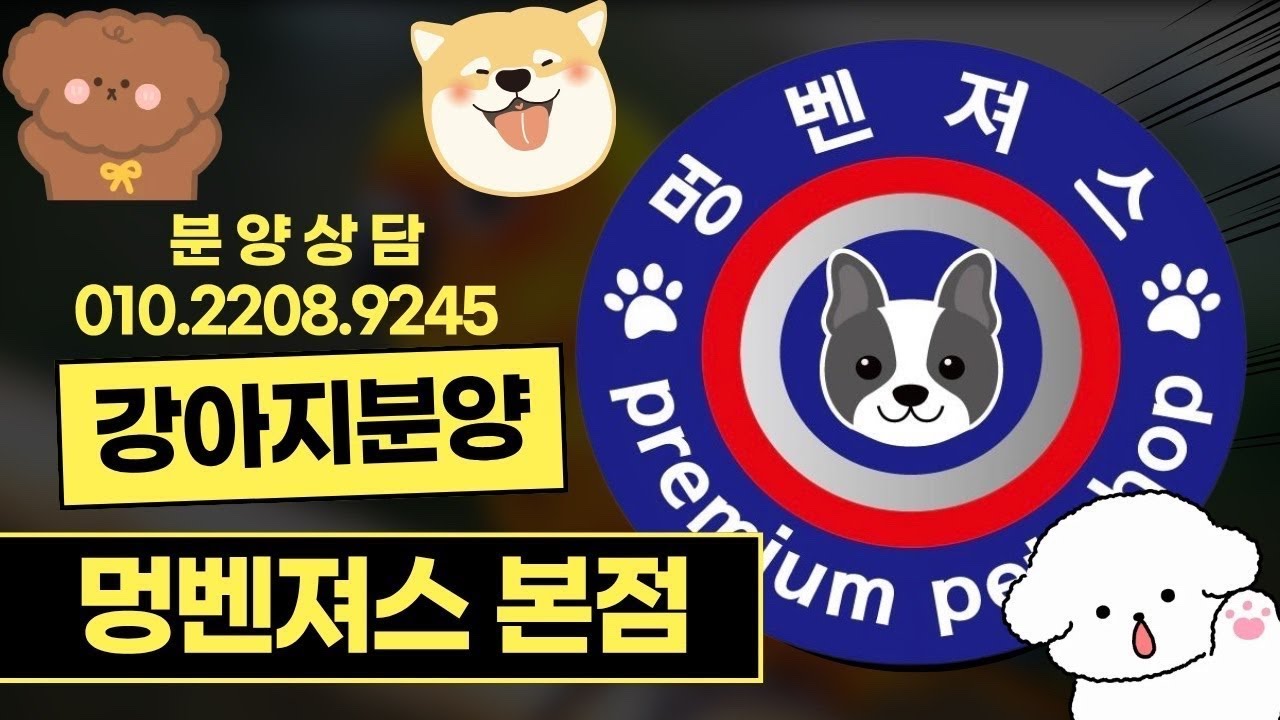 강아지분양 🐶멍벤져스 💕신입꼬물이들 보러오세용^^ #강아지분양 #애견분양 #애완견 #라이브 #추천 #멍벤져스