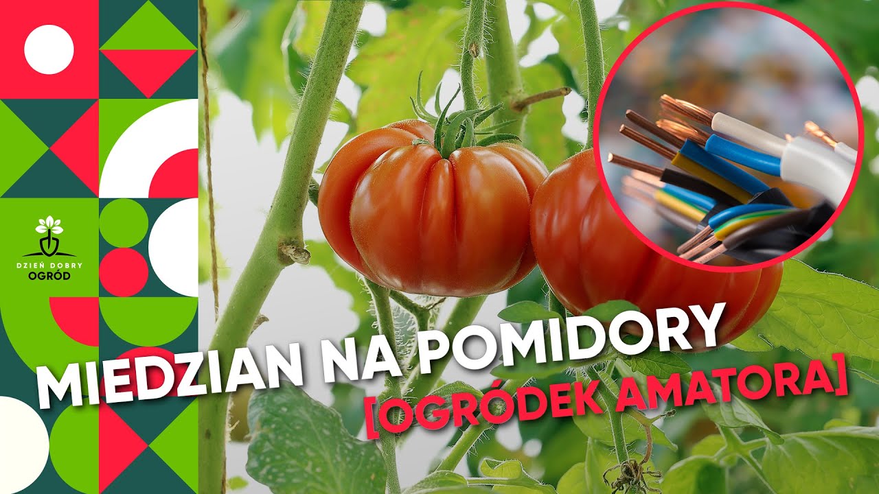 Miedzian na pomidory i zarazę ziemniaka - drucik miedziany do pomidor&oacute;w