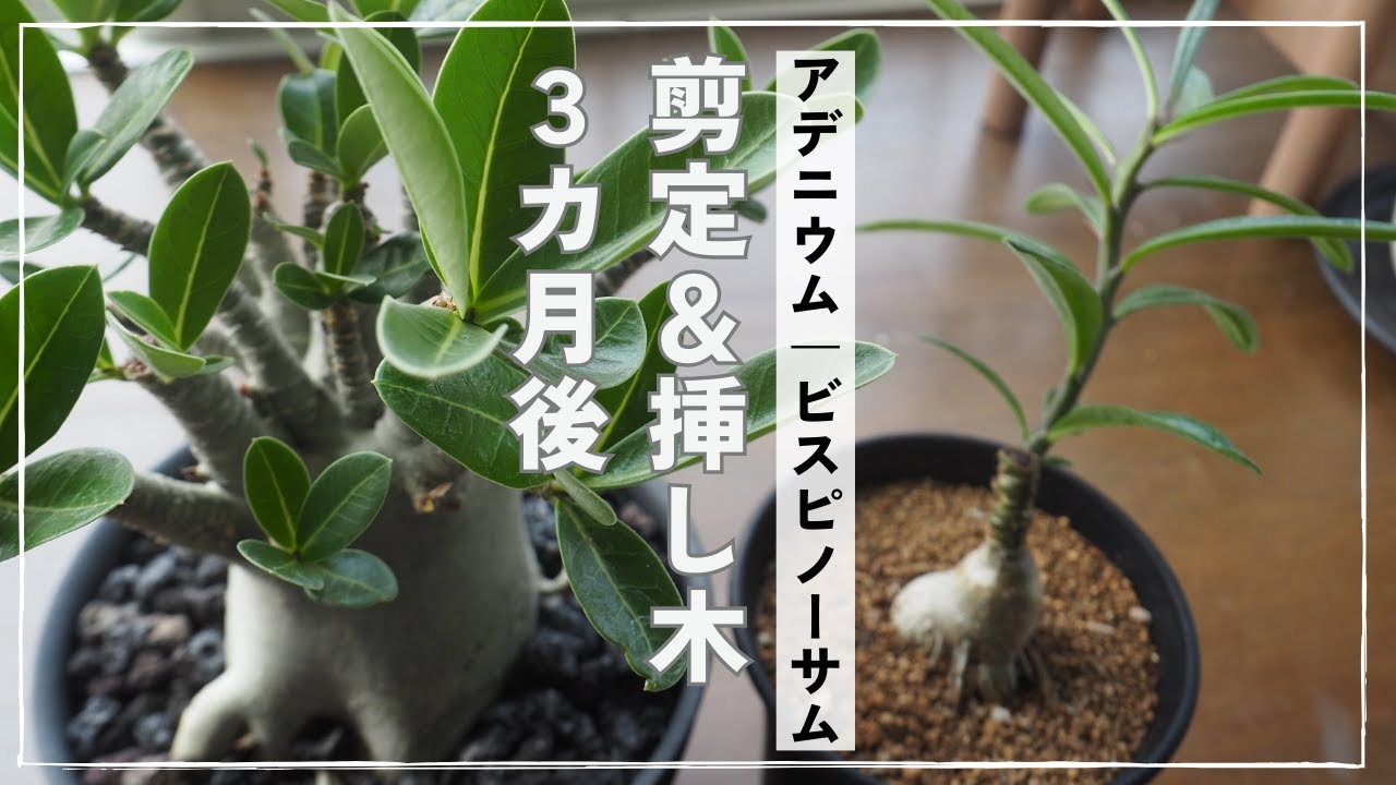 【塊根植物】アデニウム／ビスピノーサムの剪定＆挿し木②｜３カ月後の成長記録