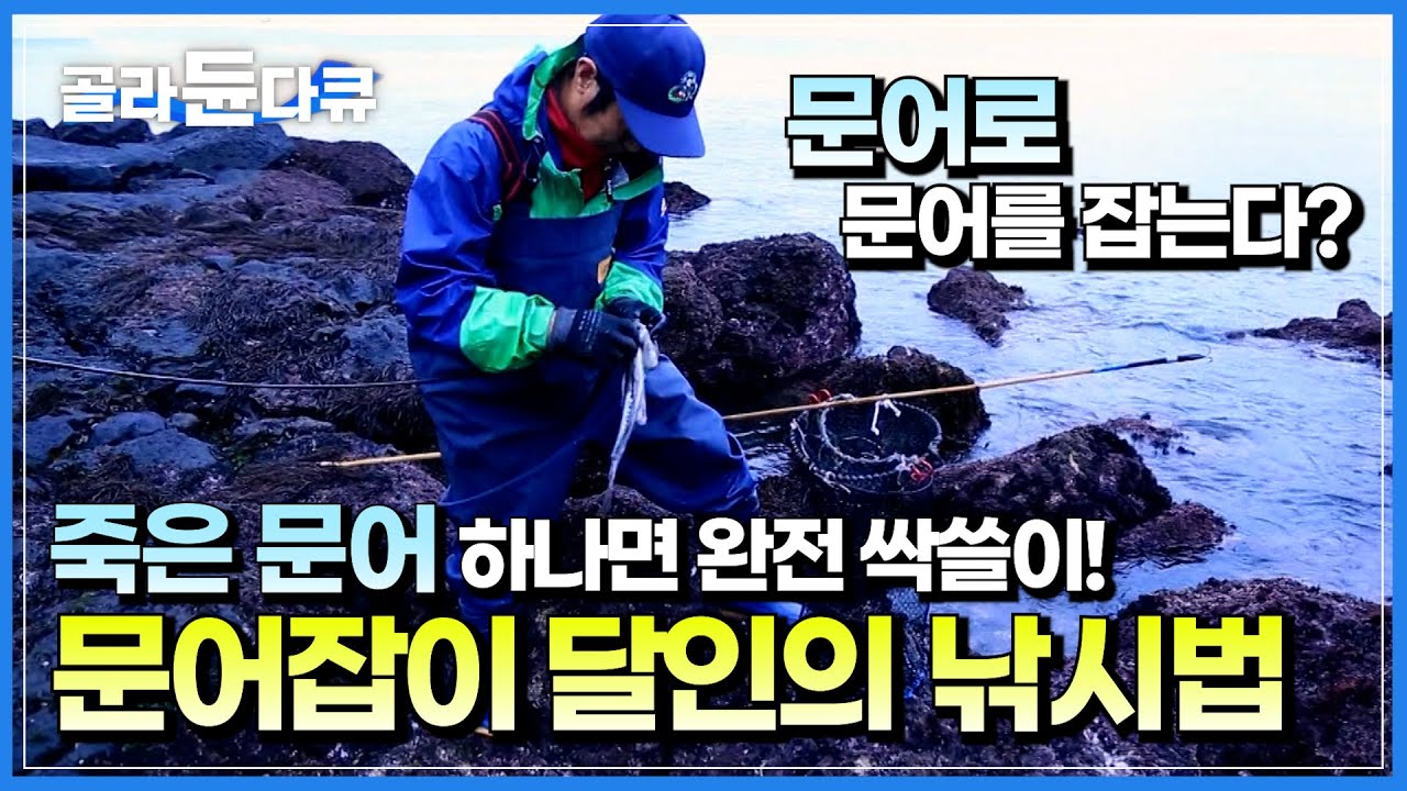 정말 신기합니다! 죽은 문어 바닷속에 넣고 흔들기만 했는데 비싼 문어들이 알아서 잡혀준다?│20년 문어잡이 달인│제주 자연산 돌문어│제주 애월 바다낚시│한국기행│#골라듄다큐