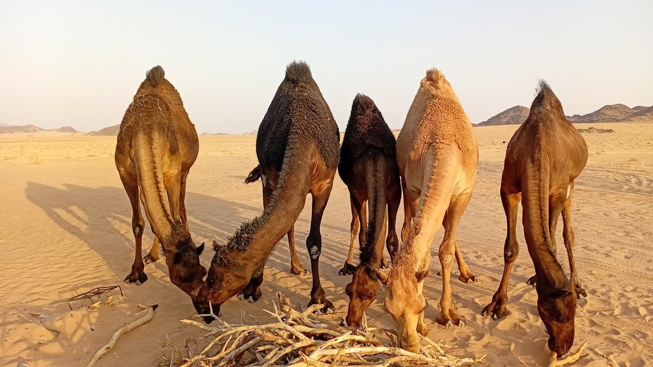 آج سیکنڈ ٹائم یعنی پانچ بجے کے قریب کام بکروں اور اونٹوں 
