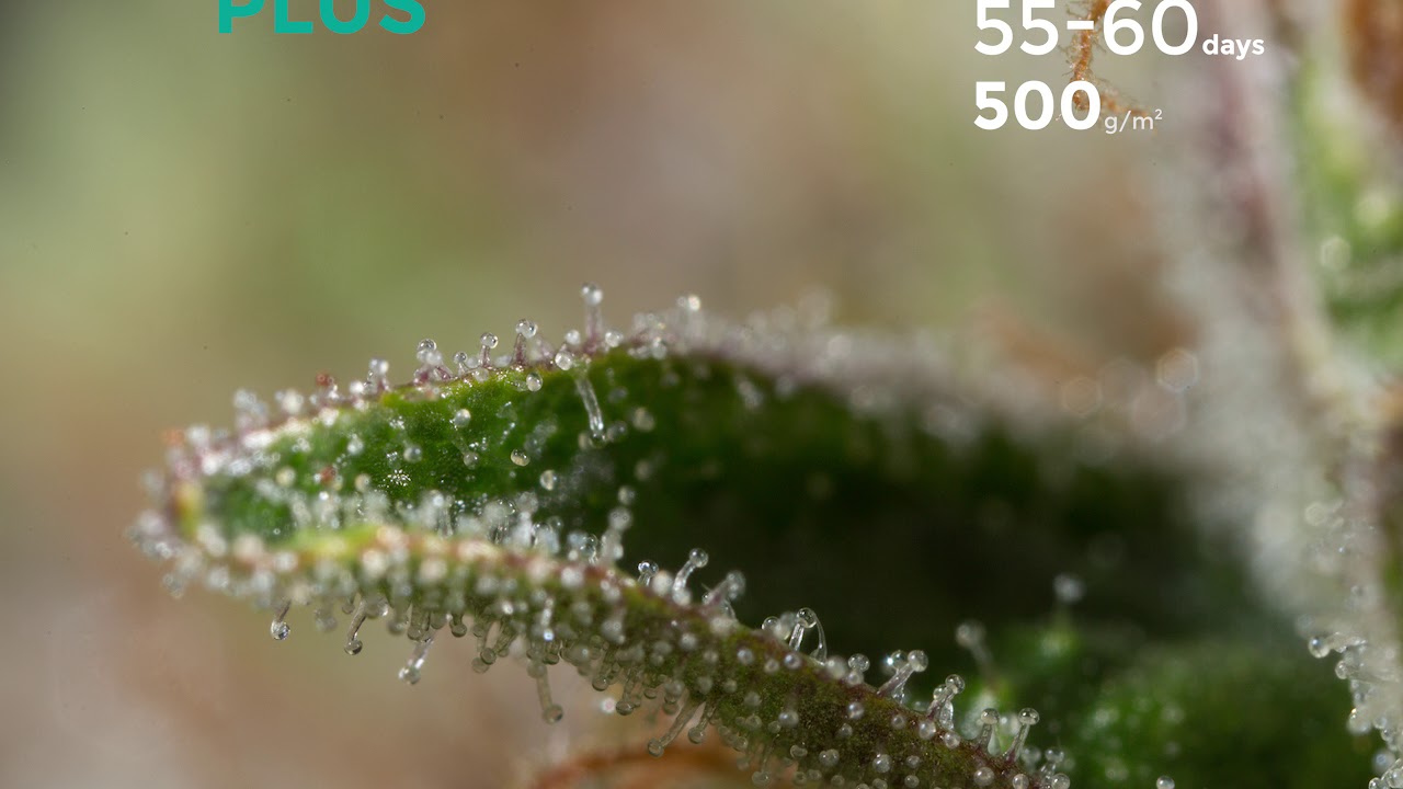 Dinamed CBD plus by Dinafem seeds