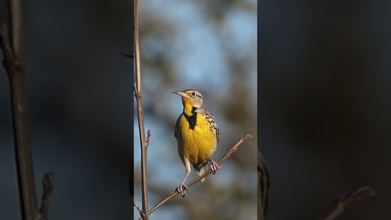Natural bird sound #shorts