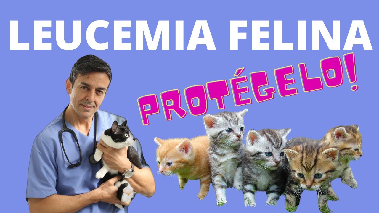 LEUCEMIA FELINA/ Signos, síntomas, TRANSMISIÓN Y  prevención.