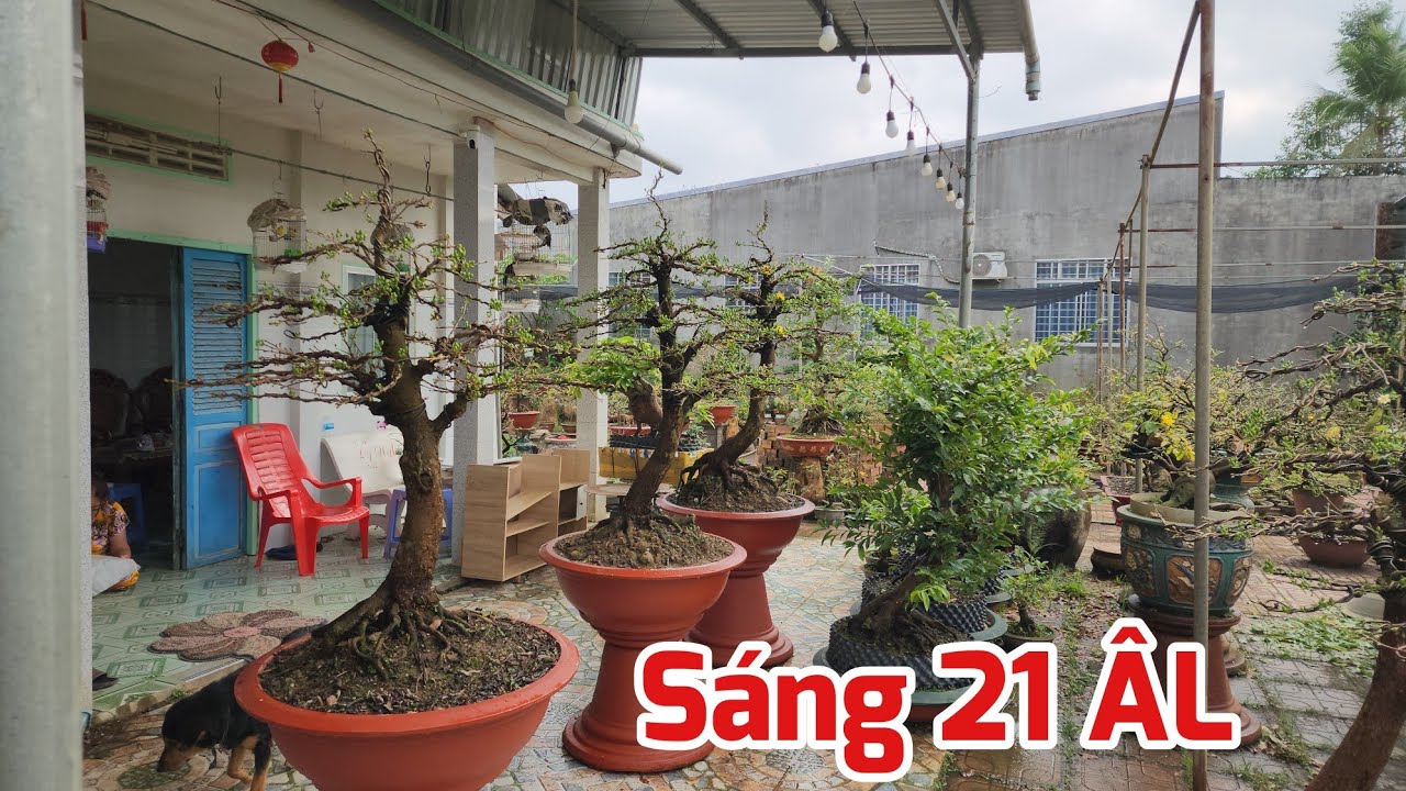 Sáng 21/12 ÂL - Các Giống Mai Bung Nụ