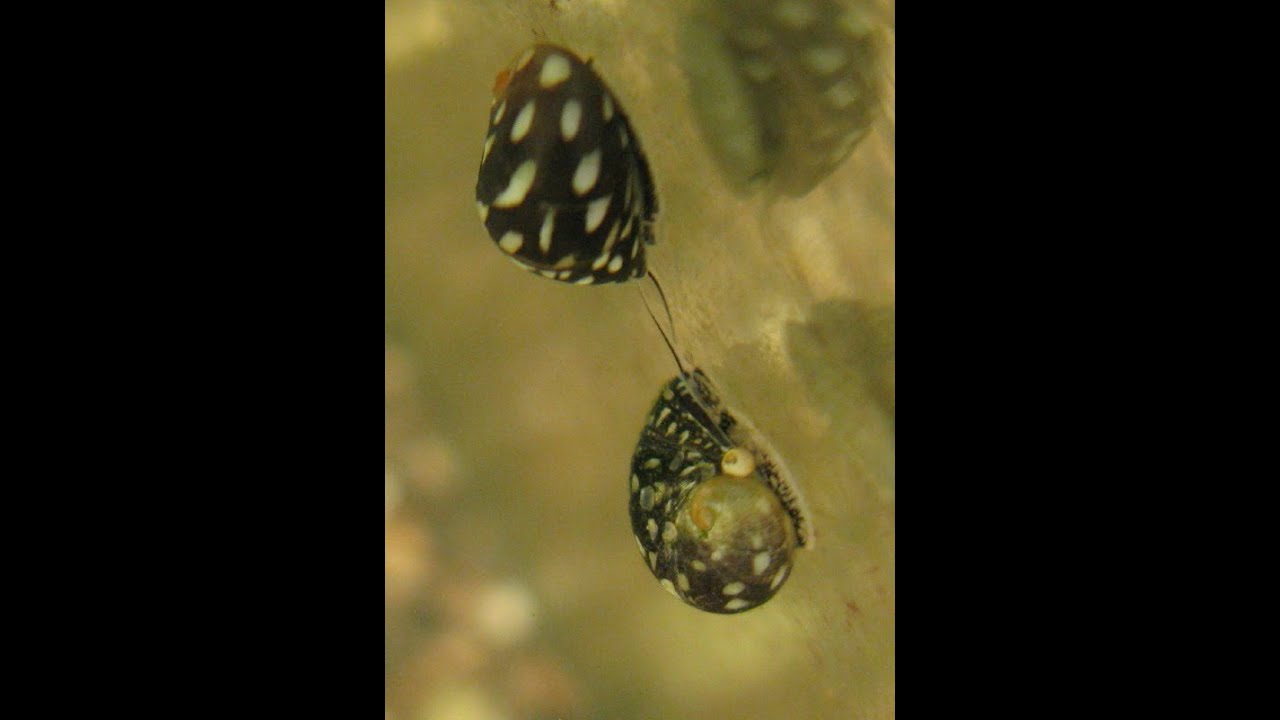 Улитки Теодоксусы( Theodoxus) Сбор дикарей и их карантин