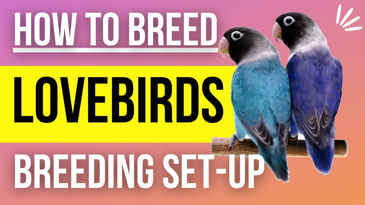 How to Setup a Lovebird Breeding Cage