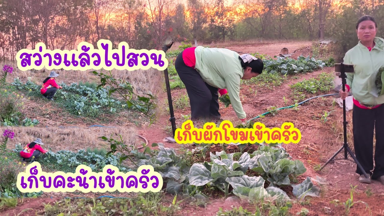 เก็บผักสวนครัวรั้วกินได้เช้าๆไปเข้าครัว