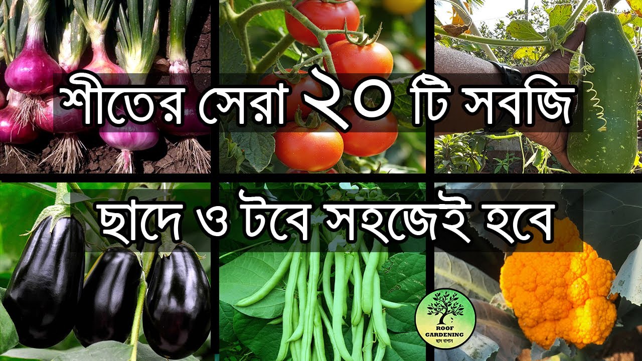টবে করার মত শীতের সেরা ২০ টি সবজি / Best 20 winter vegetables easy to grow in pot / roof gardening