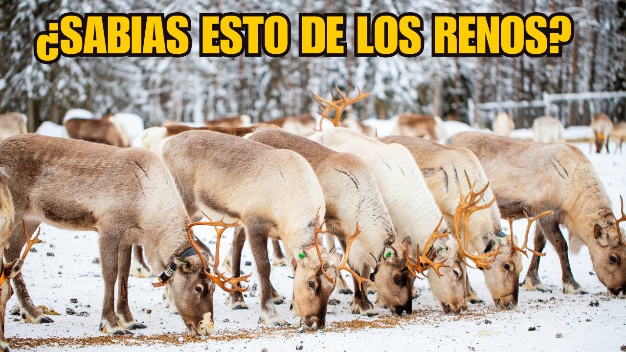 RENOS 15 CURIOSIDADES QUE NO SABIAS