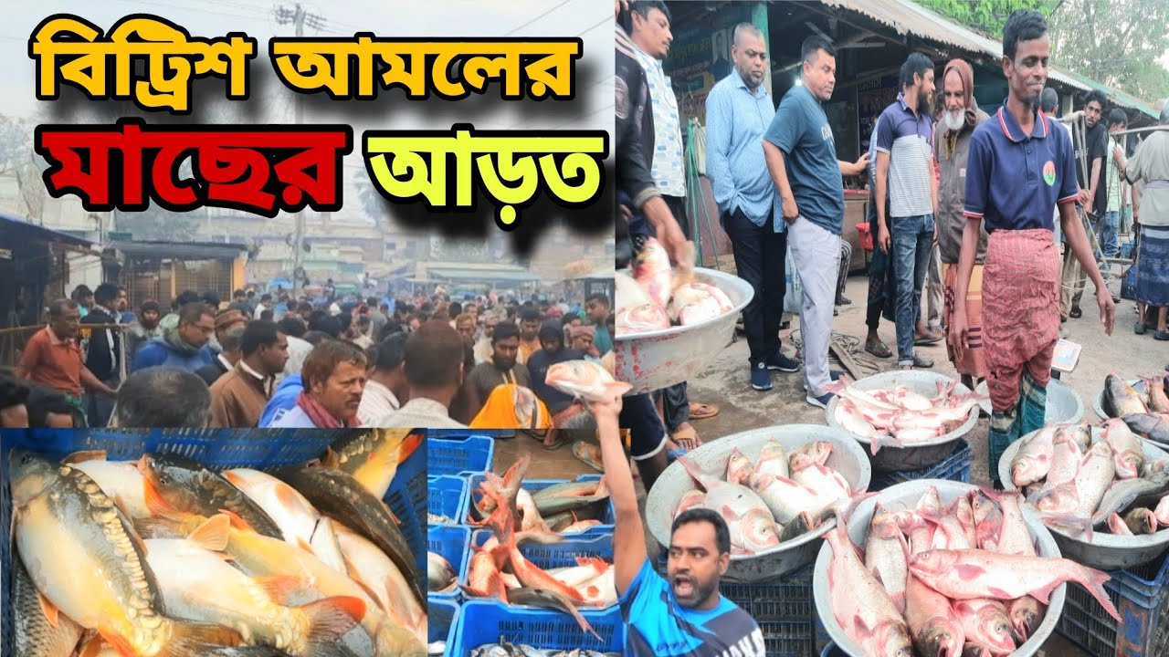 ব্রিটিশ আমলের নামকরা আএাই মাছের আড়ৎ || Fish Market Atrai || আএাই মাছের আড়ৎ 
