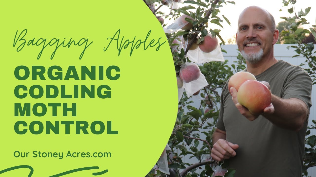 Organic Codling Moth Control - Bagging Apples