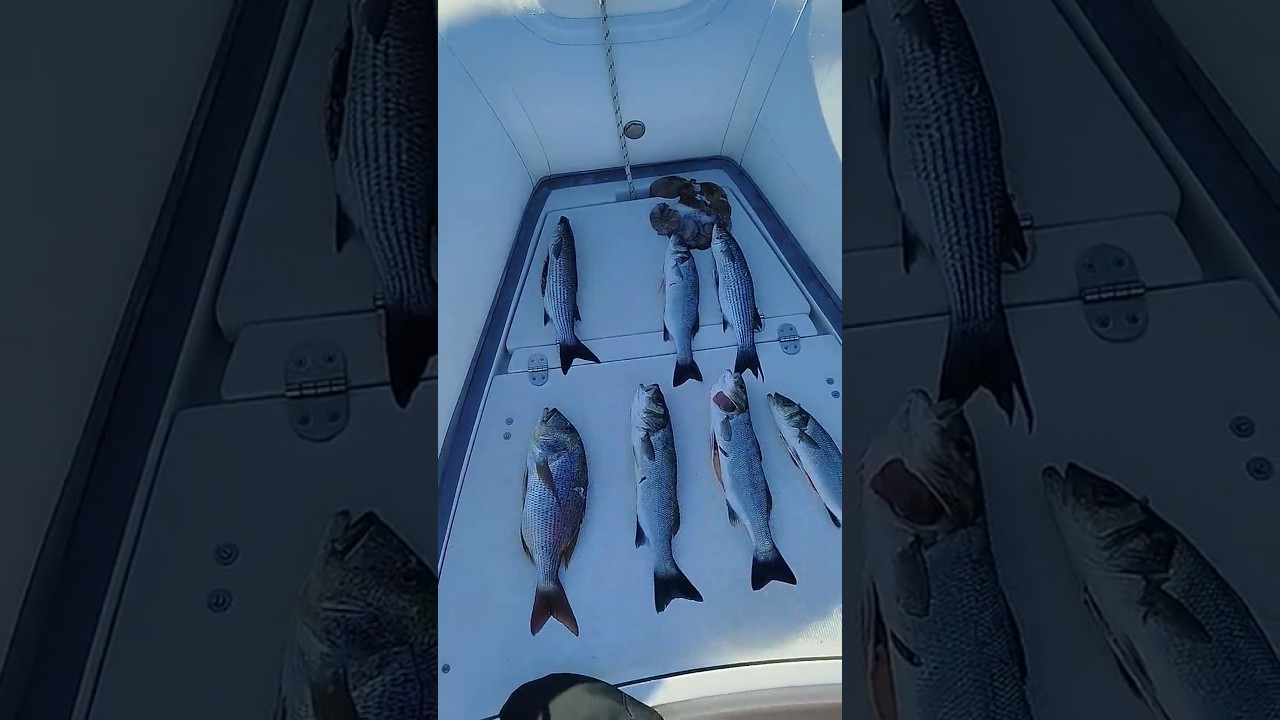 Il ritorno a mare dopo il BAROTRAUMA..... Pescatona rilassante