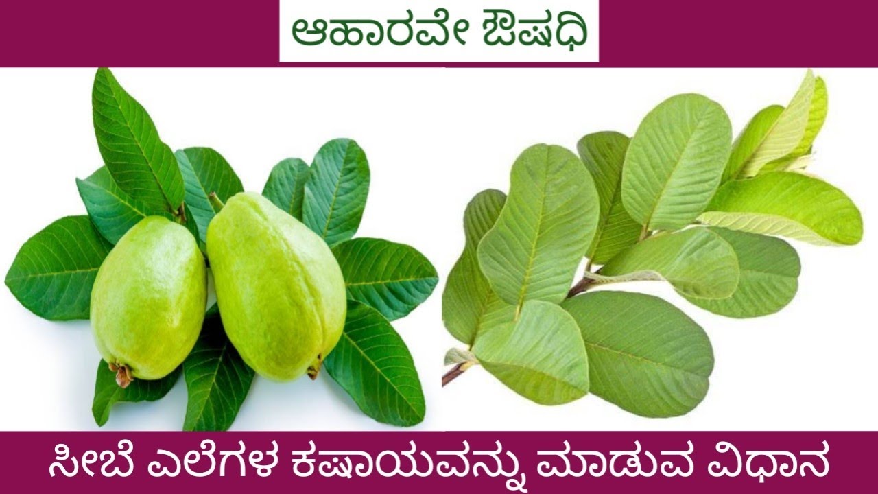 How To Prepare Guava Leaf Kashaya By #Ananthji #YogaVismaya #SwayamVaidya #FoodIsMedicine