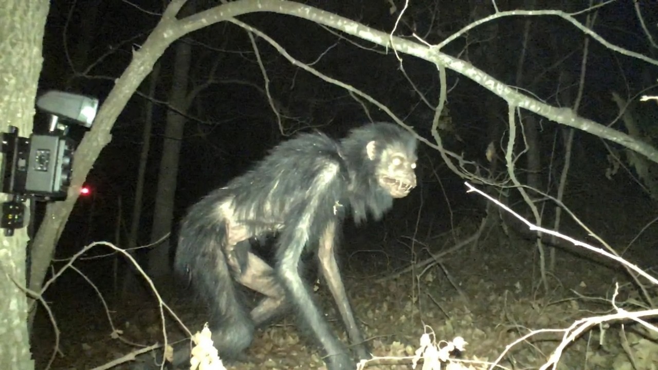 Shocking Footage of Real Cryptids Caught on Camera In 2026