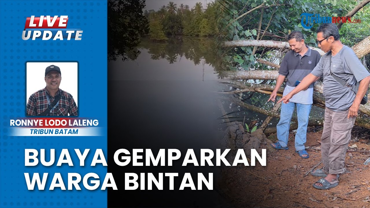 Kerap Muncul di Belakang Rumah, Buaya Ukuran 1,30 Meter Hebohkan Warga Bintan Timur Kepulauan Riau