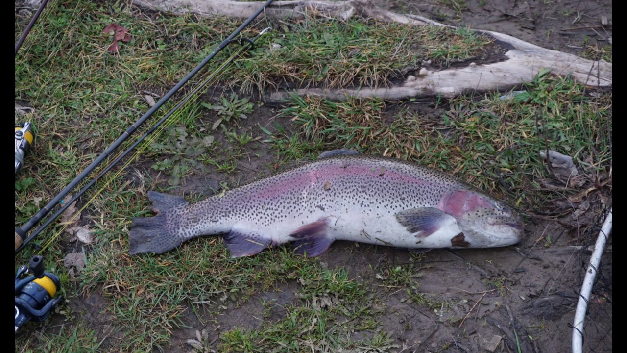 St. Louis Ponds Trout Fishing