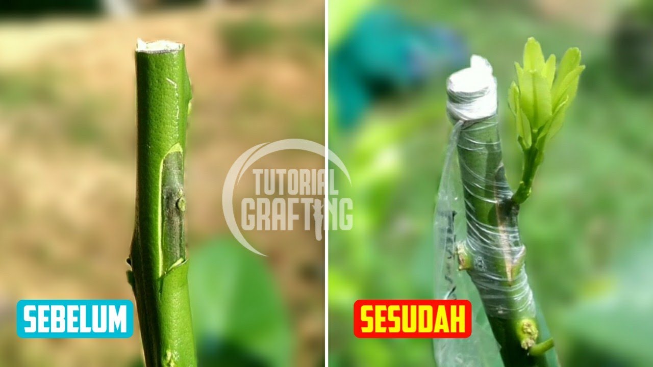 Cara Tempel Mata Tunas Tanaman Jeruk || Bud Grafting