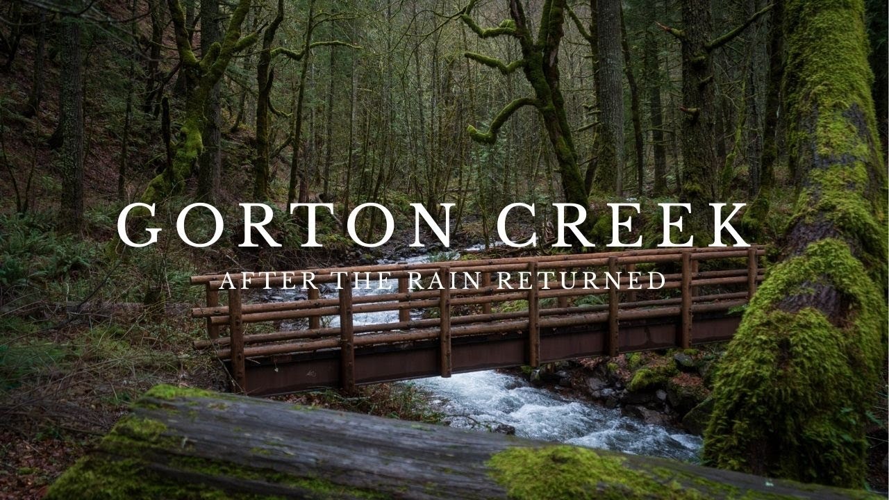 Peaceful Woodland Bridge | Gentle Water Sounds at Gorton Creek #asmr