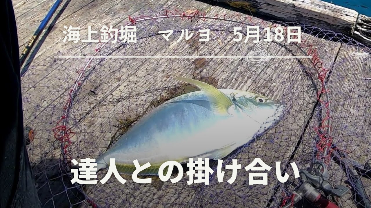 5月18日【海上釣堀マルヨ】中マス乗り合いで技を競う