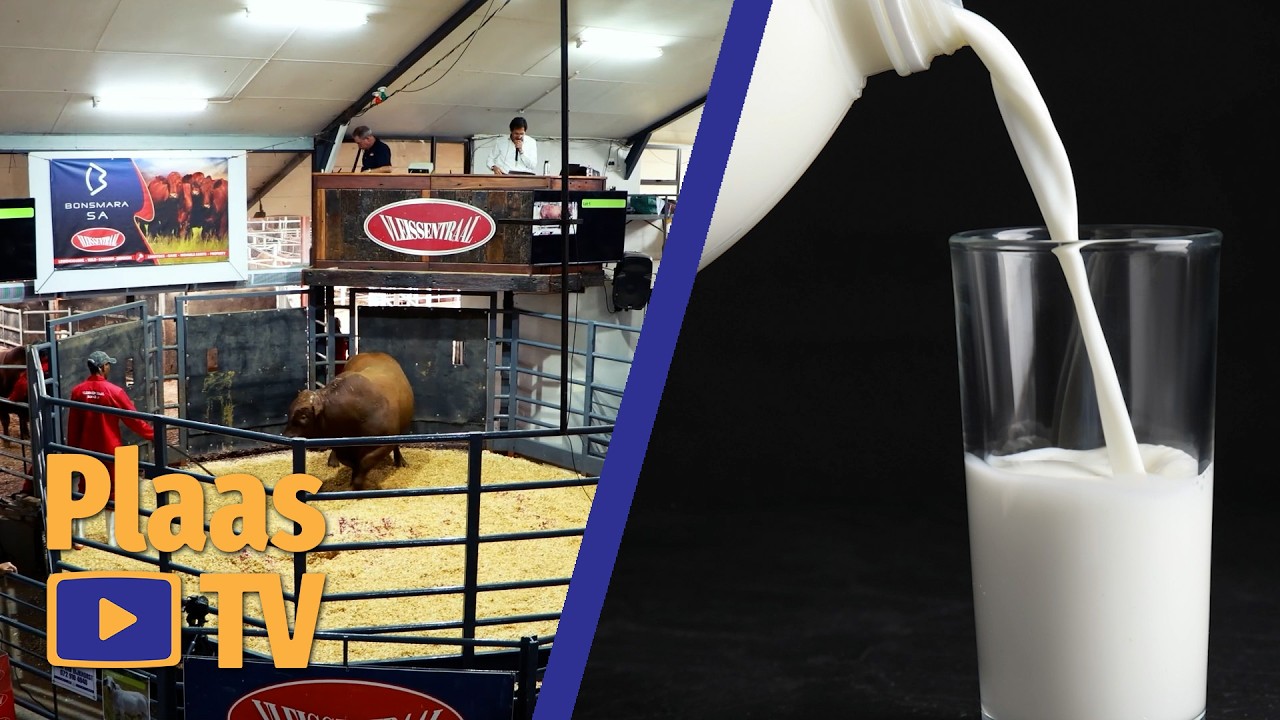 Wat hou 2026 vir Bonsmara SA in?