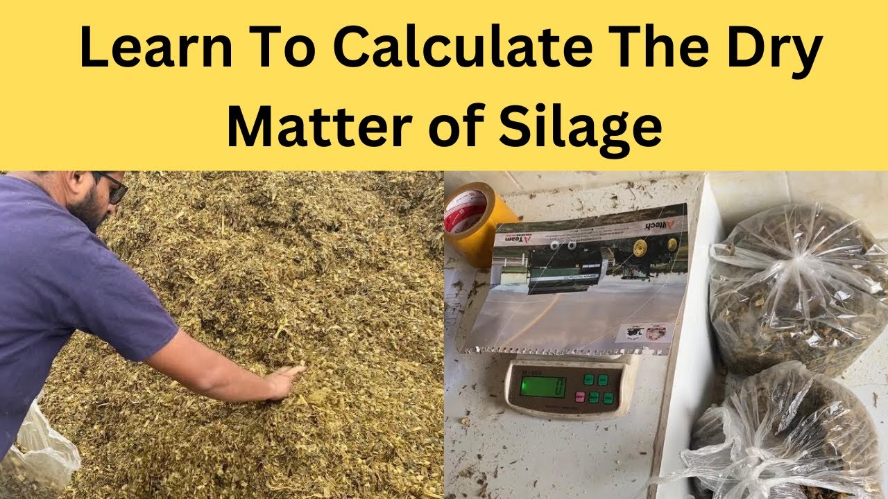 How to Calculate the Dry Matter of Silage || DM calculation of Silage | Urdu | Hindi |