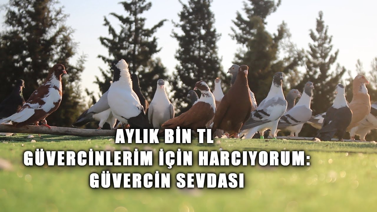 AYLIK BİN TL GÜVERCİNLERİME HARCIYORUM: BAHATTİN YILDIZDAL (GAZİANTEP)