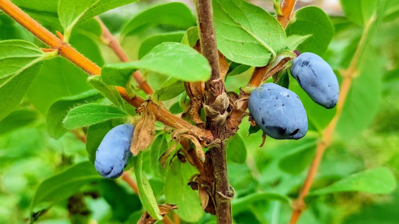 Blue Honeysuckle (Lonicera caerulea)
