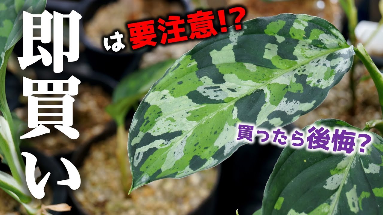 【大暴落？】損する前に知っておきたい…、最近よく見かける観葉植物の情報と育て方【アグラオネマ・ピクタム】