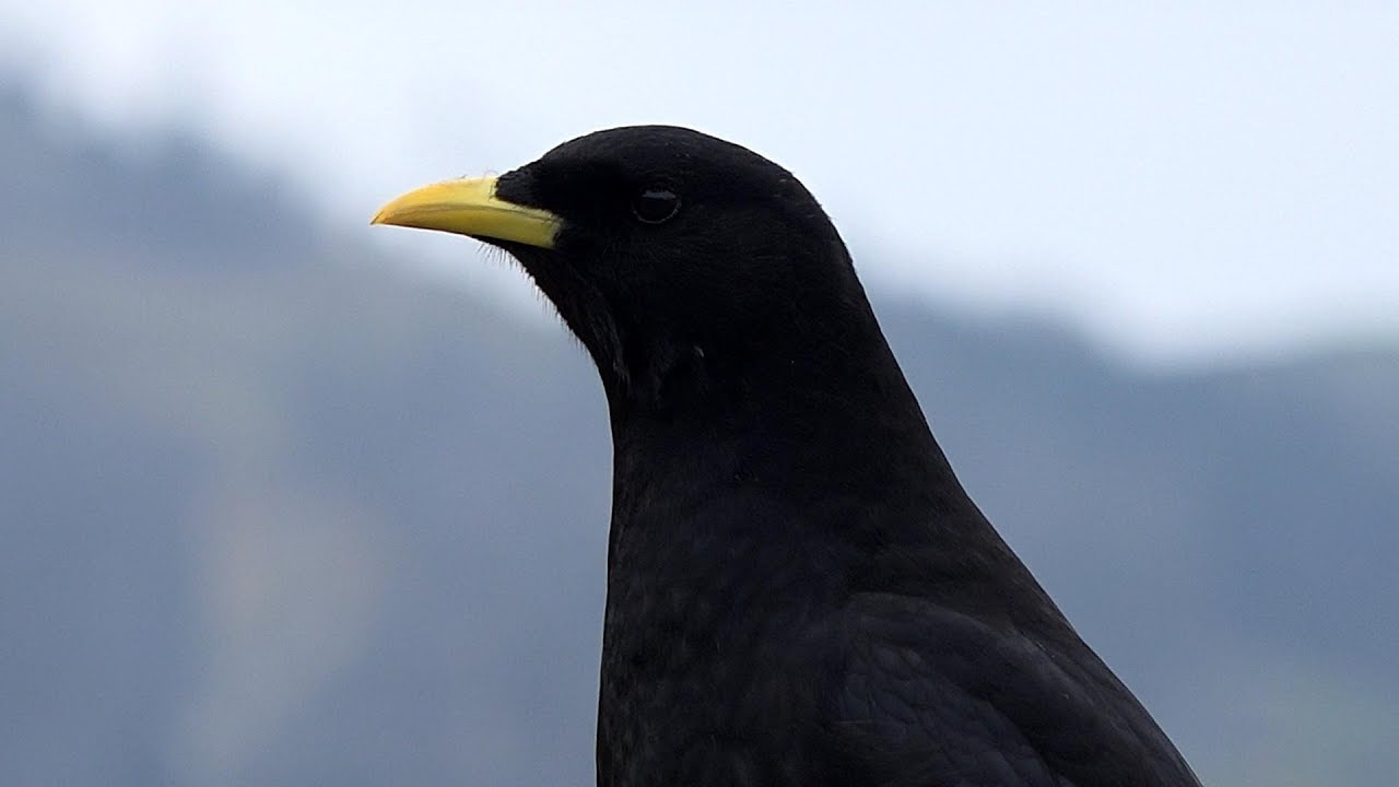 09.02.2026 Rabenhaft schöner - Montag 