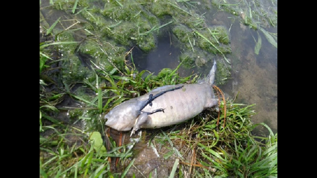 12 Most Unusual Amphibians