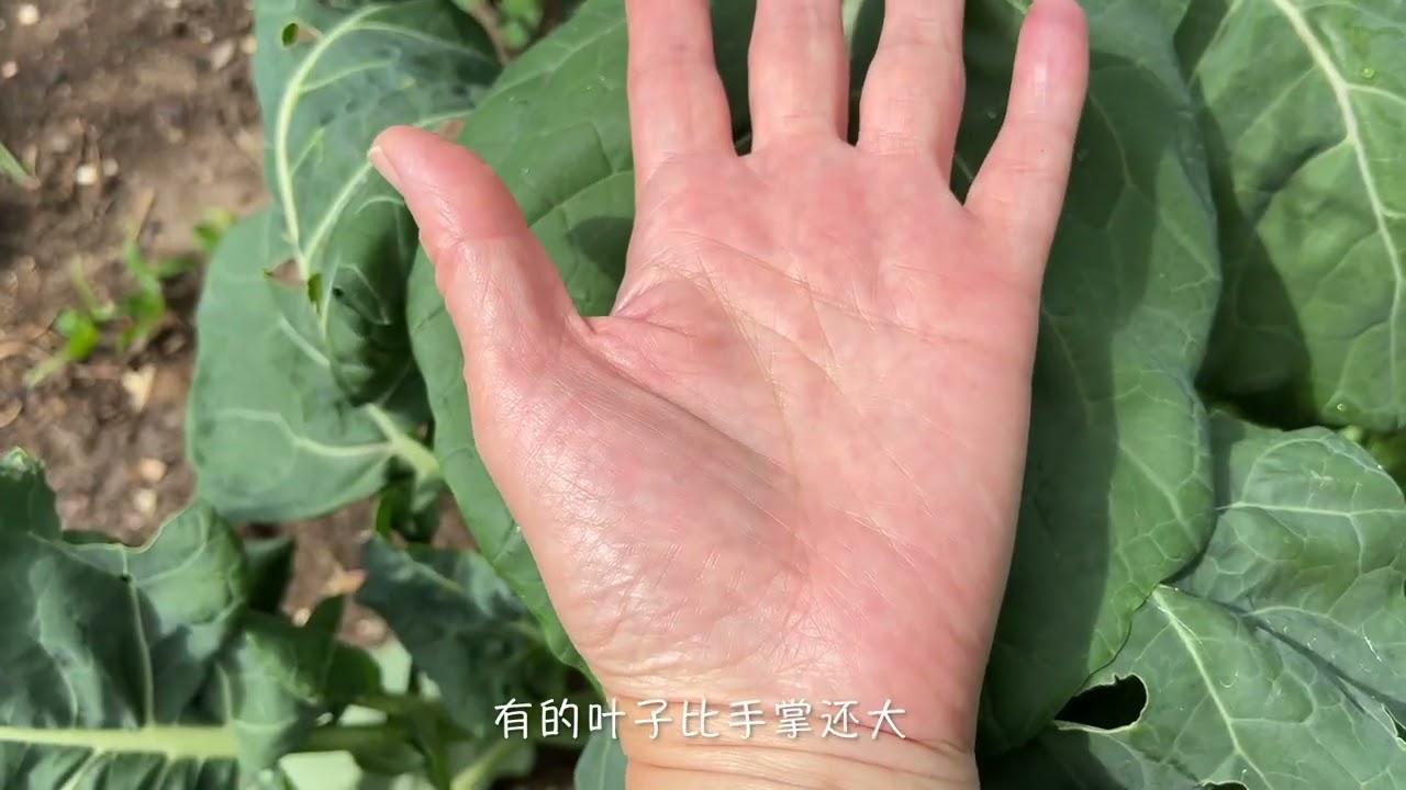 天冷了种什么菜？玉花园的冬菜种植、收获及美食制做。
