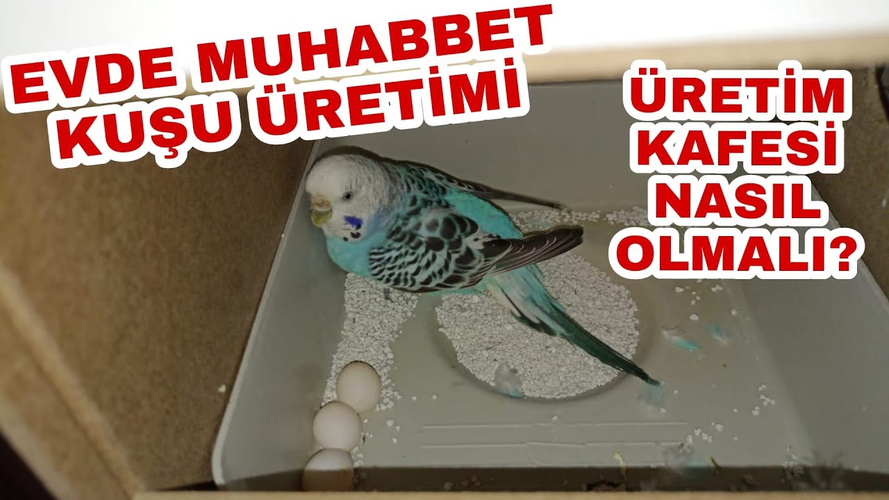 EVDE MUHABBET KUŞU ÜRETİMİ | ÜRETİM KAFESİ NASIL OLMALI | YUVALIK DÜZENİ | MUHABBET KUŞU YUMURTASI