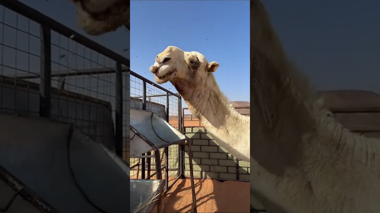 عندها مراره وبسوي لها عملية دعواتكم