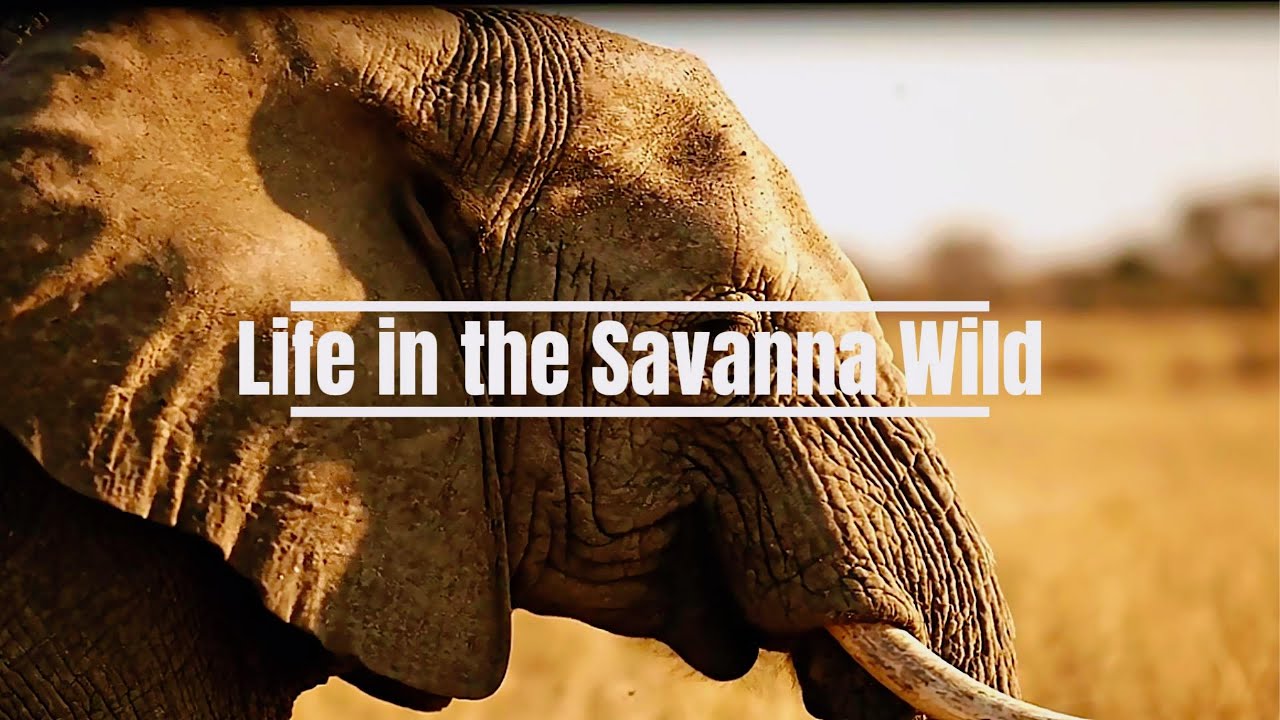 The African Savanna Explained Through Stunning Wildlife Cinematography