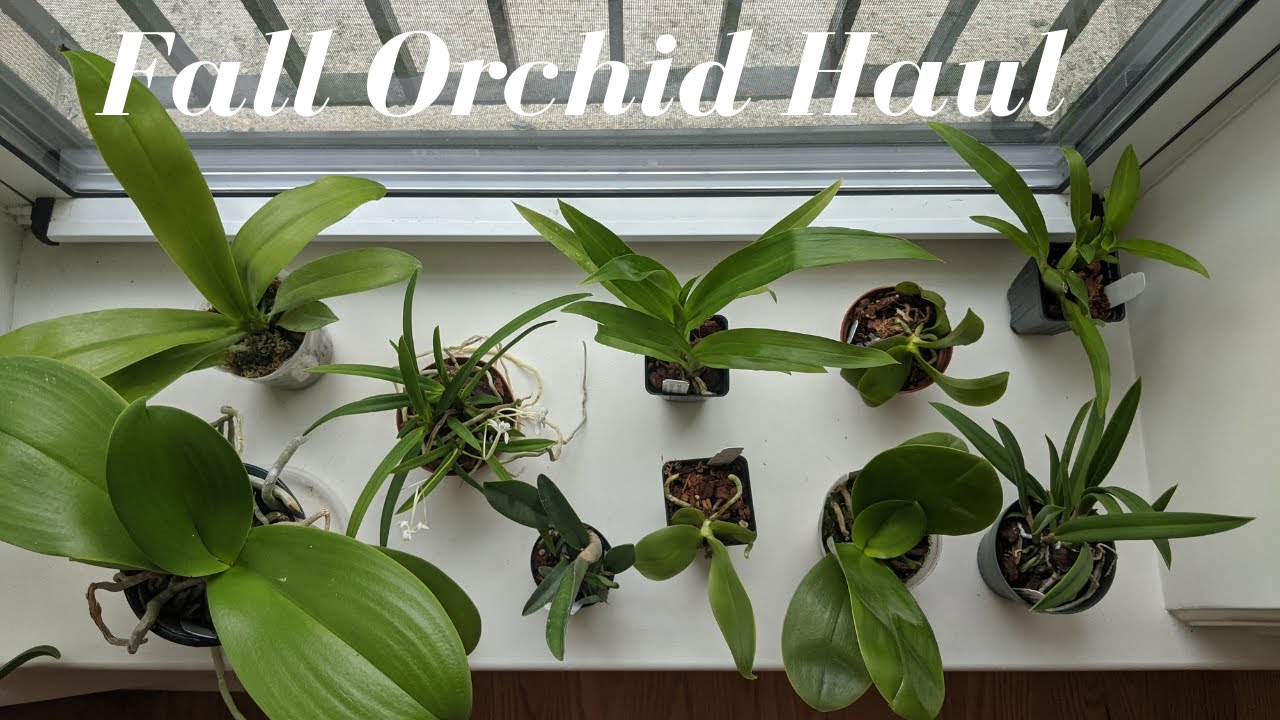 Fall Orchid Haul!  Orchids by Hausermann | New Phalaenopsis Primary Hybrids & Brassavolas