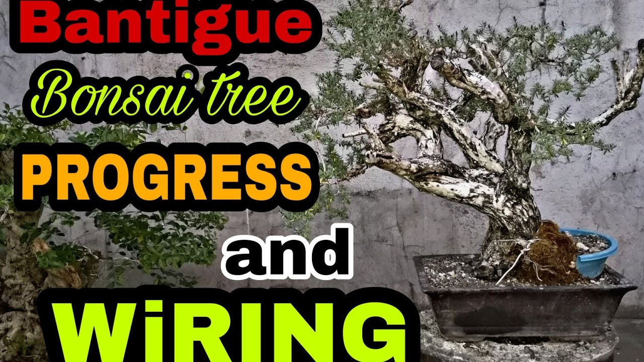 How to make bonsai bantigue, bonsai trees for beginners