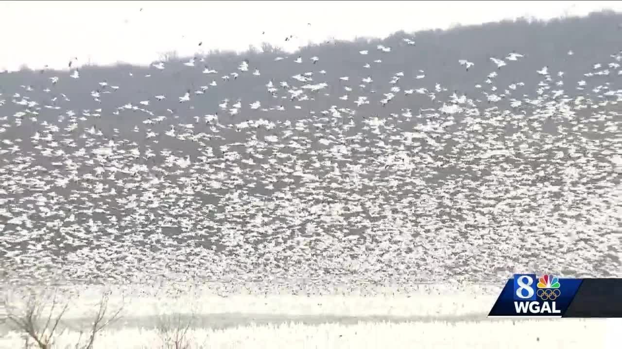 Middle Creek offers spectacular views of snow geese