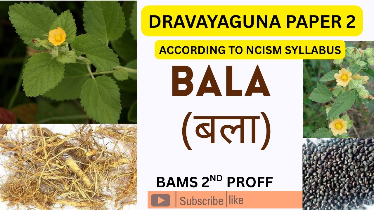 BALA (बला) l Sida cordifolia l dravyaguna paper 2 l  #bams #ayurveda #dravyaguna 