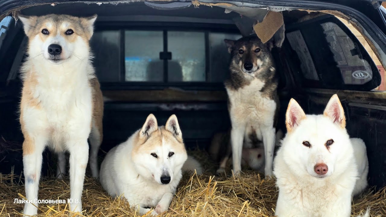 На день святого Трифона 