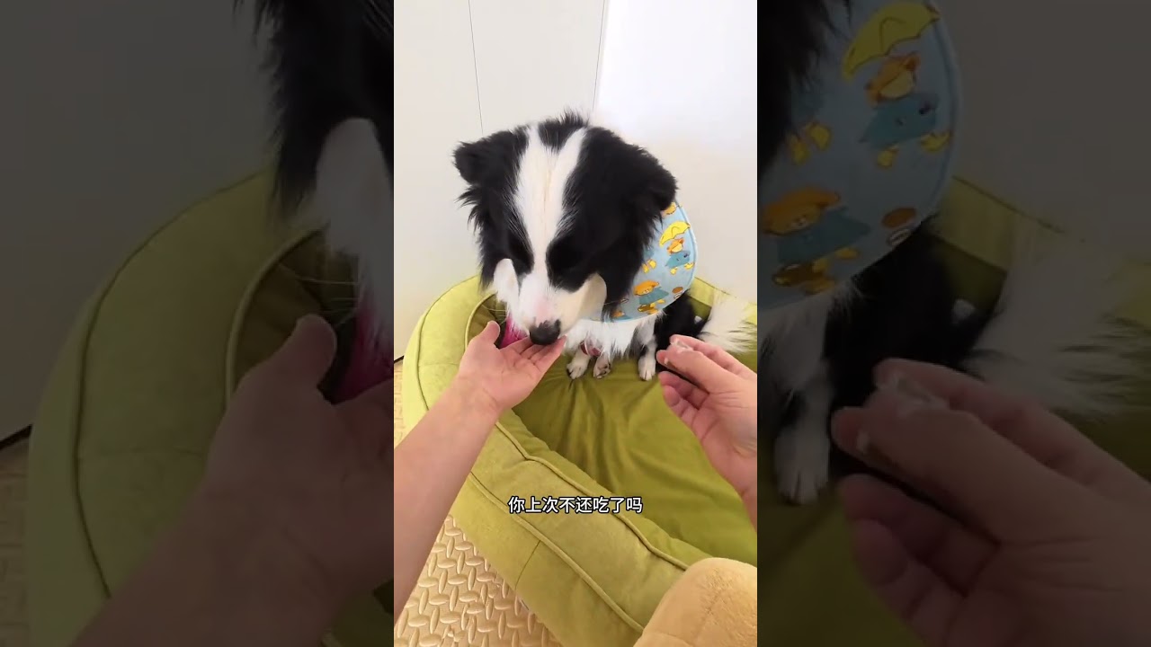 Daily Pet Care: Feeding & Deworming - A Hassle Turned Fun