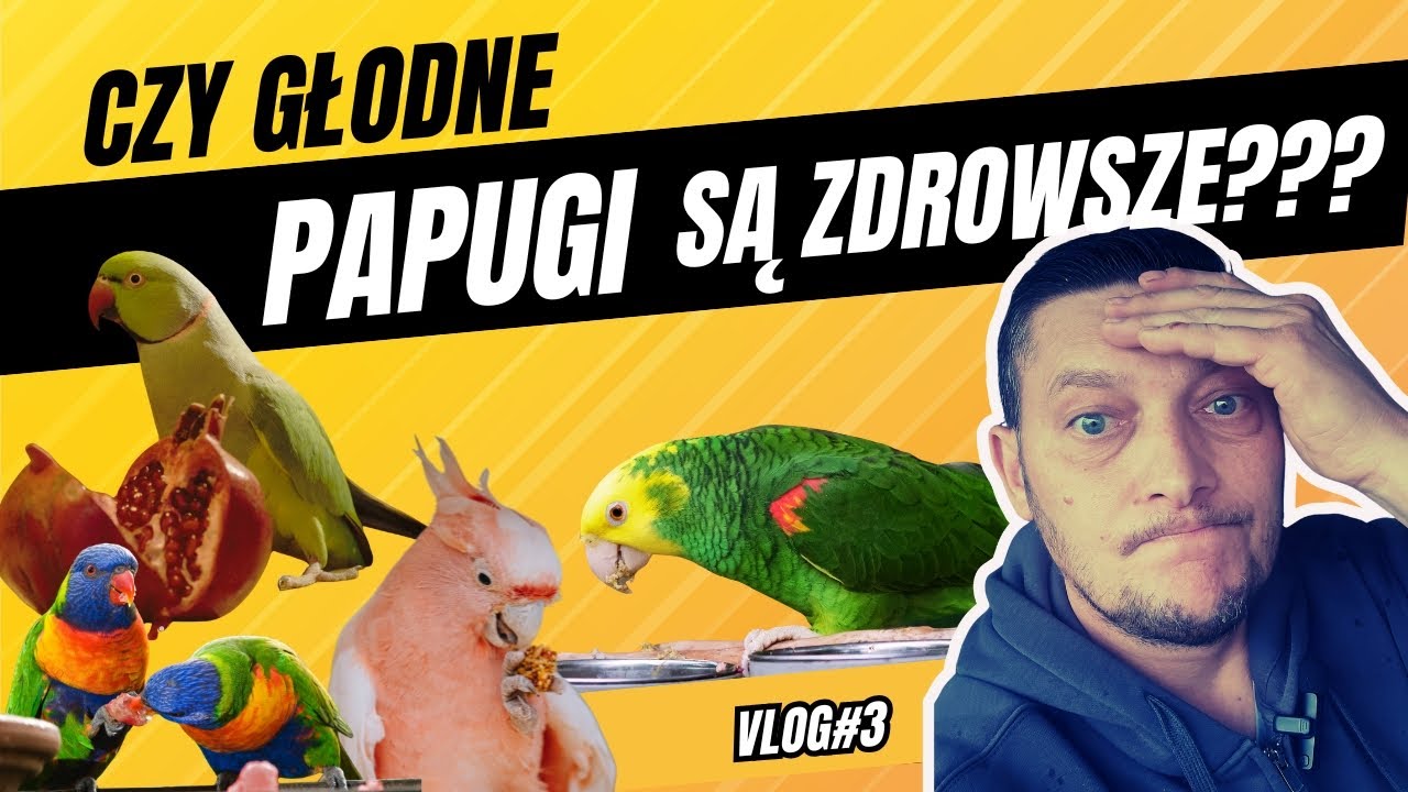 Czy  głodne Papugi  są zdrowsze??? vlog #3 Zbyszek  Walkowiak Papugi Moja Pasja