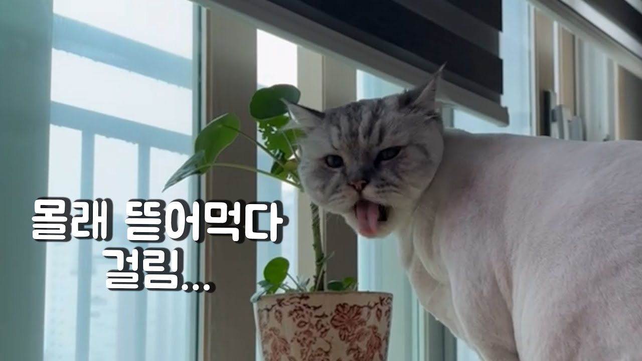 키우던 식물 뜯어 먹다 걸린 고양이 브이로그